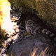 Illustration for article titled Caturday Post - Leopardus jacobita Edition